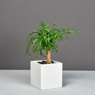 Tonto Small Cube Planter